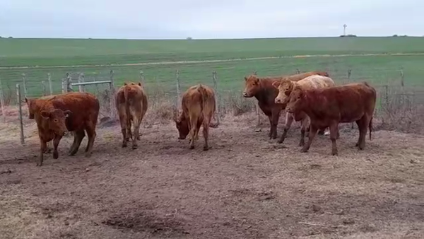 Lote (Vendido)7 Vacas de Invernada LIM/ AA 440kg -  en EL CHILENO