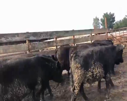 Lote 40 Novillo Gordo en Los Ángeles, VIII Región Biobío