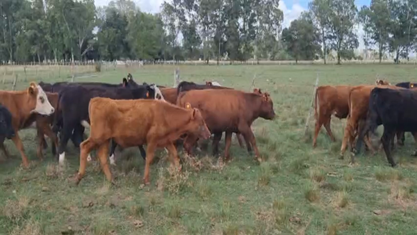 Lote 98 Terneros en Brandsen, Buenos Aires