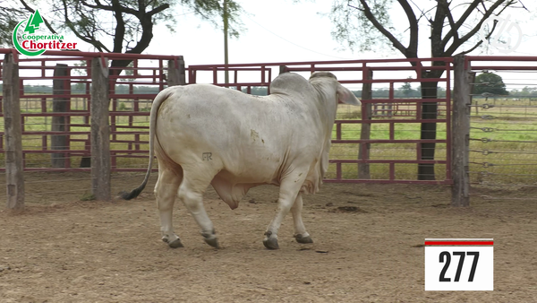 Lote Brahman