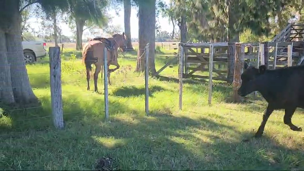 Lote 30 Terneras en Punta Indio, Buenos Aires