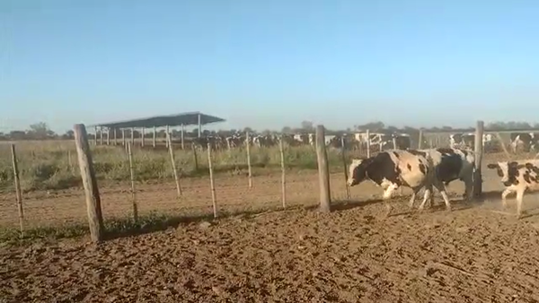 Lote 8 Terneros Holando Argentino en Brinkmann, Córdoba