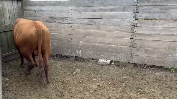 Lote Toros 500kg - , San José