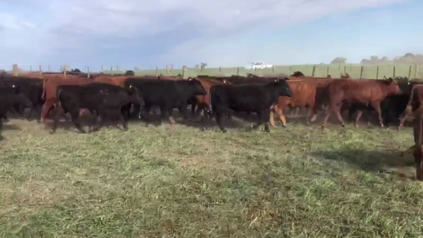 Lote 47 NOVILLITOS, ARENAZA, BS. AS.