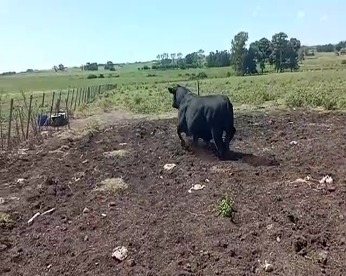 Lote (Vendido)Toros ANGUS 850kg -  en CARRETA QUEMADA