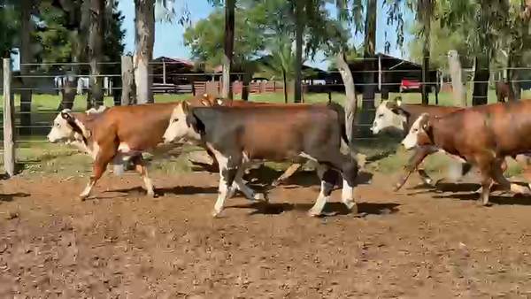 Lote 110 Terneros