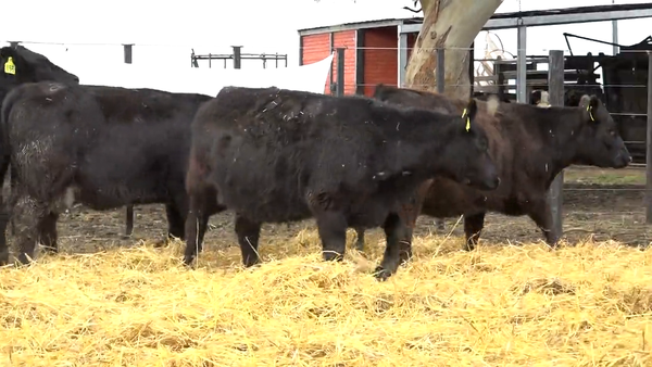 Lote Vaquillonas PC  "Santa María"  de Inverdan S.A.