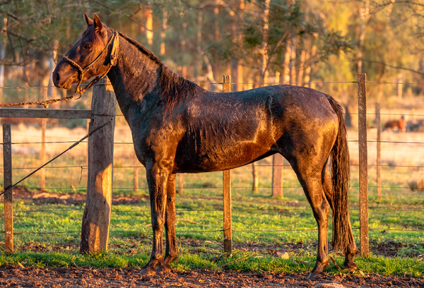 Lote BANDIDA BORDONA