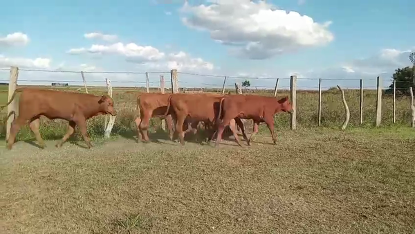 Lote 130 Terneros en Corrientes, Paso de Los Libres