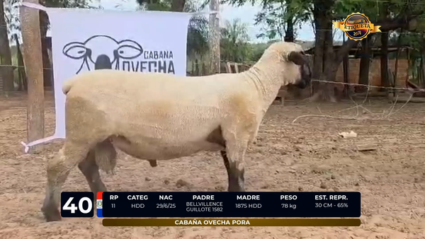 Lote LOTE 40