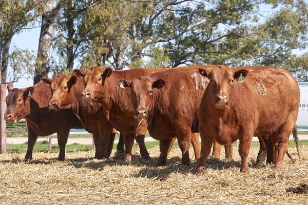 Lote "TRES MOLINOS" VAQUILLAS Con Servicio