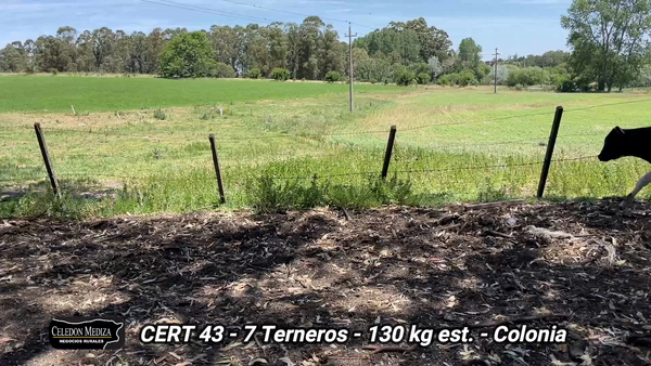 Lote 7 Terneros en El Semillero, Colonia