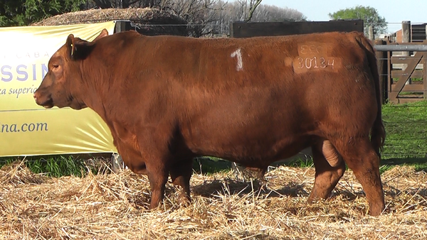 Lote TOROS ANGUS PURO CONTROLADO