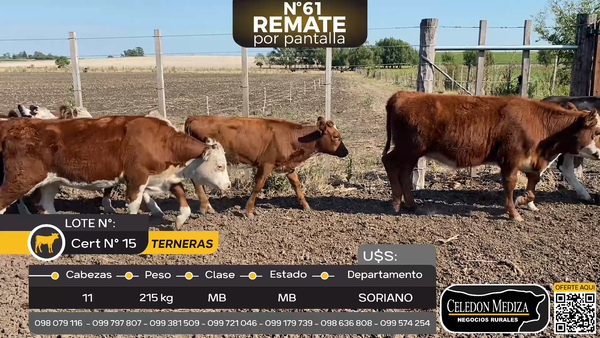 Lote 11 Terneras en Palo Solo , Colonia