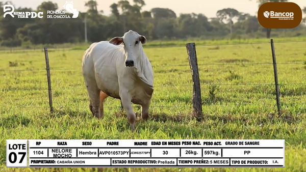 Lote Lote 7