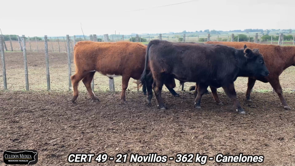 Lote 21 Novillos 1 a 2 años en Castellanos, Canelones