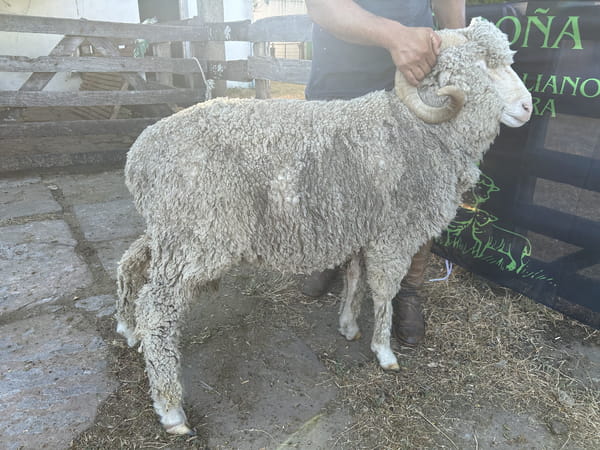 Lote Borrego 4/6D (MO: Si)