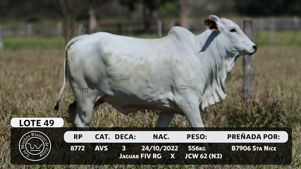Lote LOTE 49