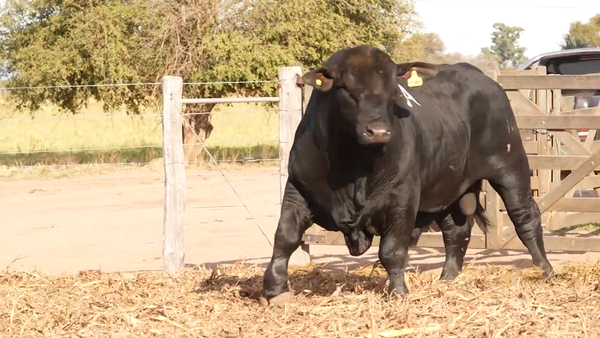 Lote Toros CABAÑA EL PORVENIR