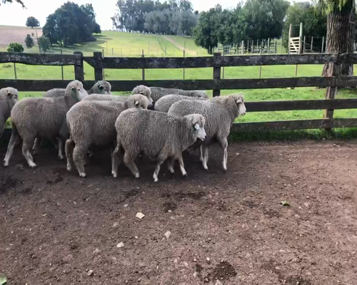 Lote 11 Borregas en Cerro Largo, Cerro Largo