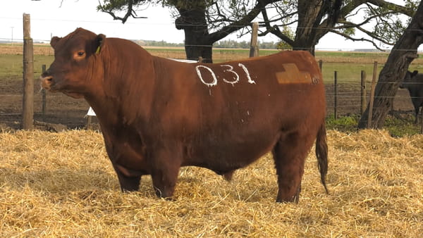 Lote Toros PC Colorados