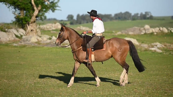 Lote EL  GAVILÁN  PICO  DE  LORO