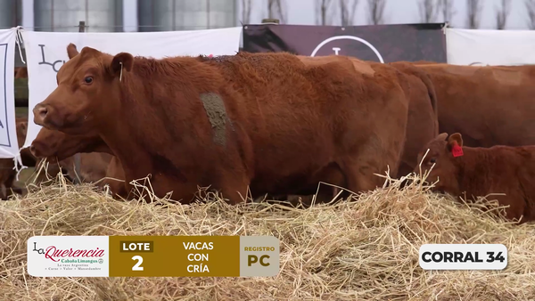 Lote VACAS PC PARIDAS DE PRIMER PARTO