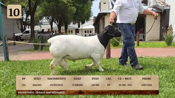 Lote LOTE 10
