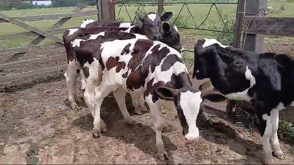 Lote 5 Terneras Holando en Canelones