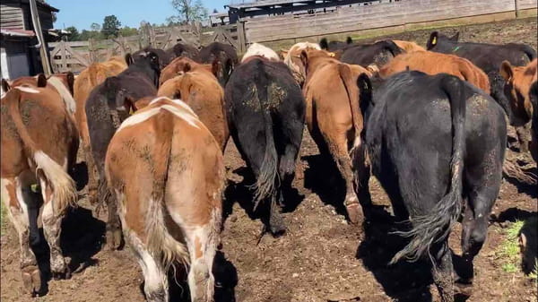 Lote 25 Novillo Engorda en  Frutillar, X Región Los Lagos