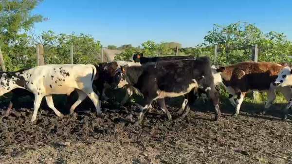 Lote TERNEROS