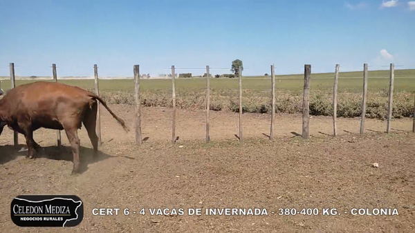 Lote 4 Vacas de Invernada en Colonia