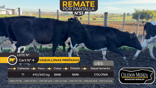 Lote 11 Vaquillonas Proximas en Colonia