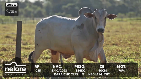 Lote LOTE 62