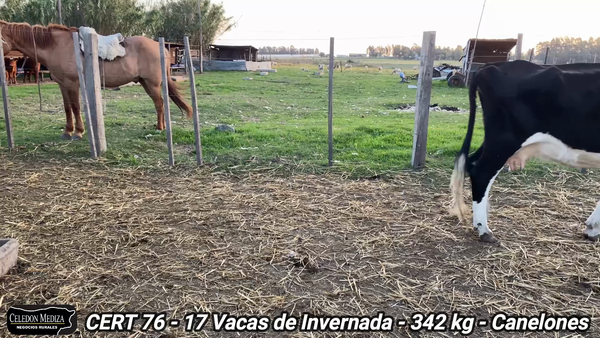 Lote 17 Vacas de Invernada en Canelones