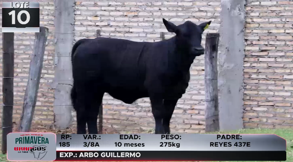 Lote LOTE 10