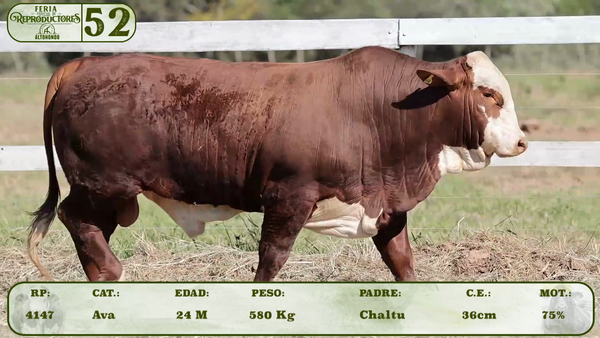 Lote LOTE 52