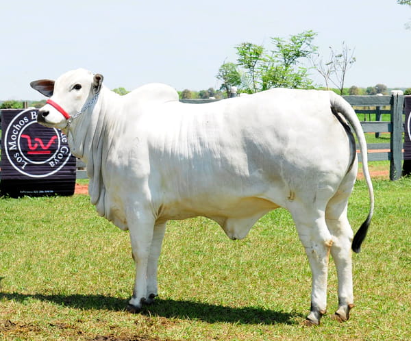 Lote PREÑEZ Nelore a Bozal Expo Internacional 2022 - Lote 3
