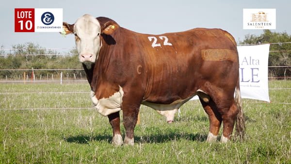 Lote LOTE 10 - TORO BRAFORD NO. 22