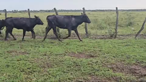 Lote 45 Vaquillonas en Pirané, Formosa
