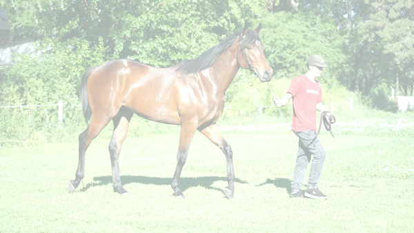 Lote FINANCIERO (LIZARD ISLAND -  FOLLONICA)