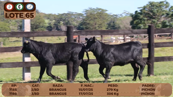 Lote LOTE 65