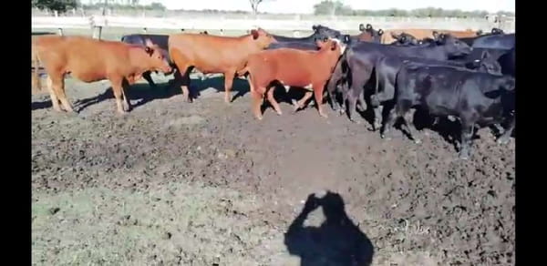 Lote 27 Terneros/as en Villaguay, Entre Ríos