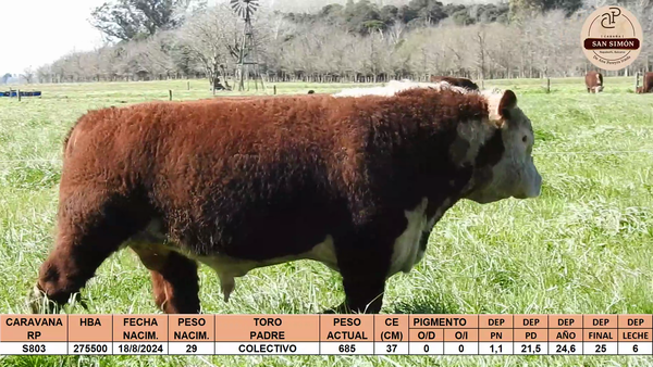 Lote TOROS PUROS REGISTRADOS "SAN SIMON"