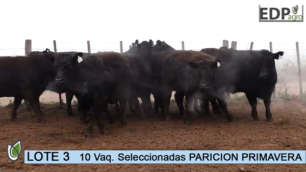 Lote ESTANCIA DON PEDRO Y LA ROSA 10 Vaq. Negras
