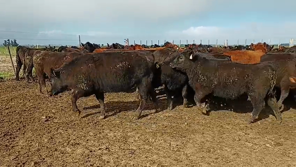 Lote 150 Vaquillonas
