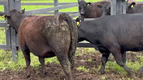 Lote 2 Vaquilla Encaste