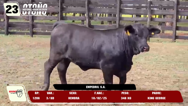 Lote LOTE 23 -DE JUNIOR
