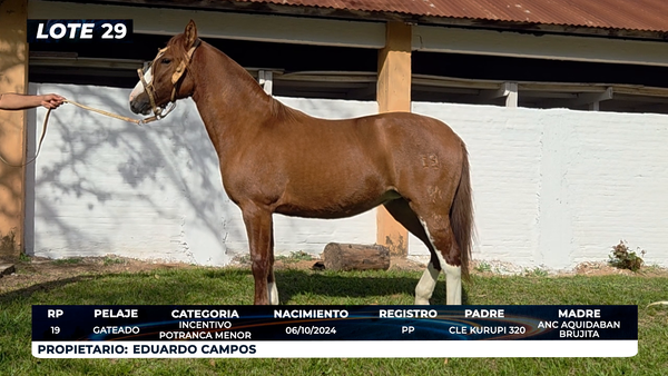 Lote LOTE 29- DE BOZAL