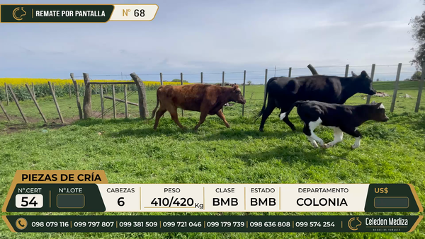 Lote PIEZAS DE CRIA